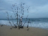 Im Strand vesunkener Baum, vermutlich vom Tsunami